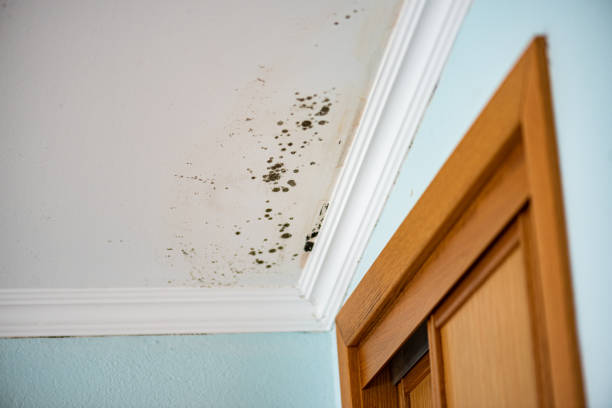Best Mold Cleaning Services  in Poipu, HI