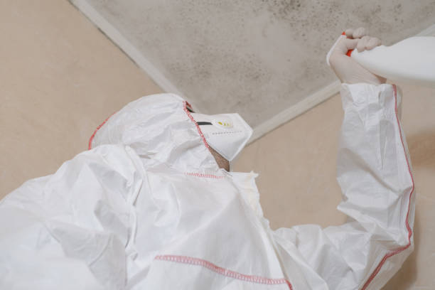 Office Mold Removal Services in Poipu, HI