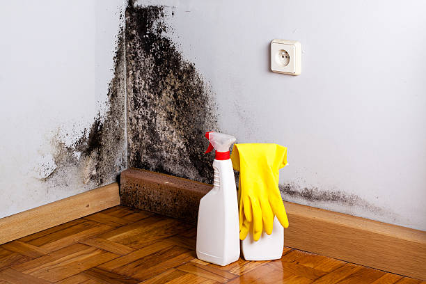 Best Black Mold Removal  in Poipu, HI